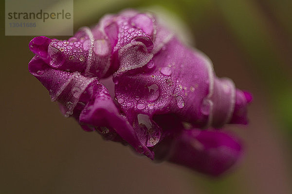 Nahaufnahme von Wassertropfen auf rosa Blüte