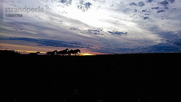 Silhouettenpferde stehen auf dem Feld vor bewölktem Himmel bei Sonnenuntergang