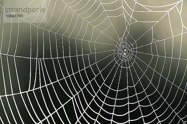 Nahaufnahme eines Spinnennetzes