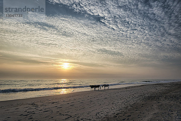 Silhouettenpferde am Strand vor bewölktem Himmel bei Sonnenuntergang