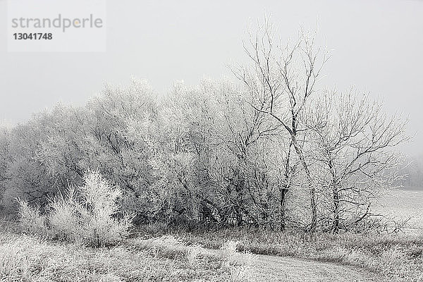 Kahle Bäume auf dem Feld im Winter