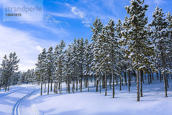 Bäume auf schneebedecktem Feld vor blauem Himmel im Wald