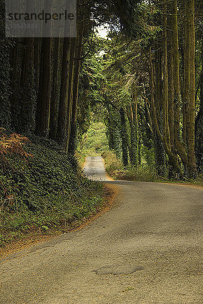 Blick auf leere Straße zwischen Bäumen im Wald