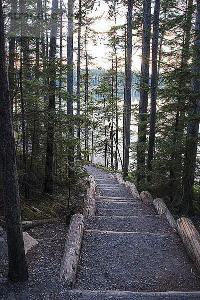 Hochwinkelansicht von Bäumen  die im Wald am See im Acadia-Nationalpark wachsen