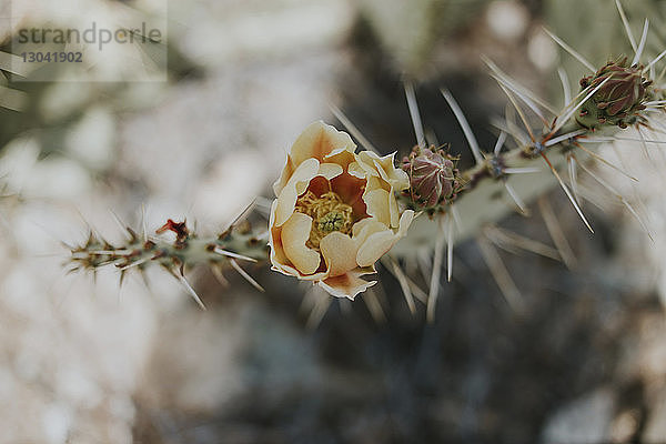 Draufsicht auf die auf Kakteen wachsende Blüte