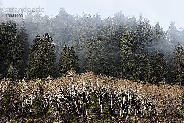 Ansicht von Bäumen im Wald bei nebligem Wetter