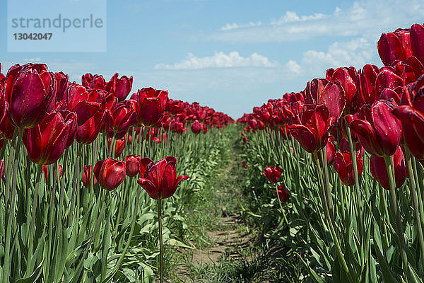 Rote Tulpen blühen auf dem Feld gegen den Himmel