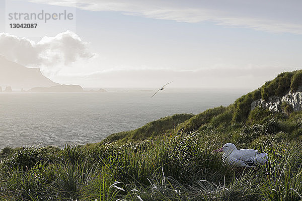 Wanderalbatros auf Prion Island gegen Meer und Himmel