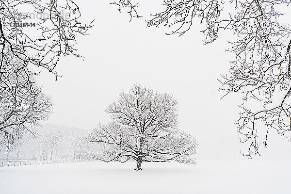 Kahle Bäume auf schneebedecktem Feld bei Schneefall