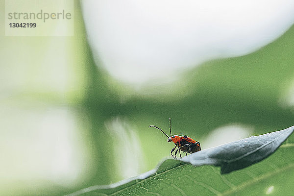 Nahaufnahme eines Insekts auf einem Blatt