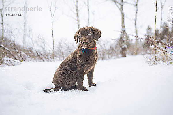 Schokoladen-Labrador schaut weg  während er auf einem schneebedeckten Feld sitzt