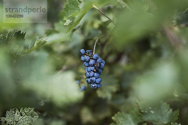 Frische Bio-Trauben im Weinberg