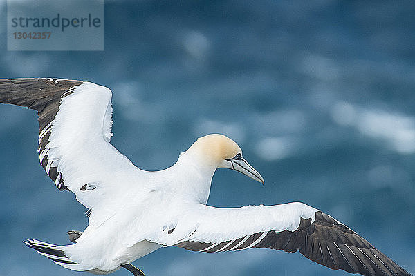 Nahaufnahme eines über dem Meer fliegenden Tölpels