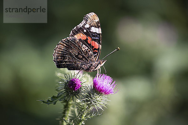 Schmetterling auf Disteln im Park