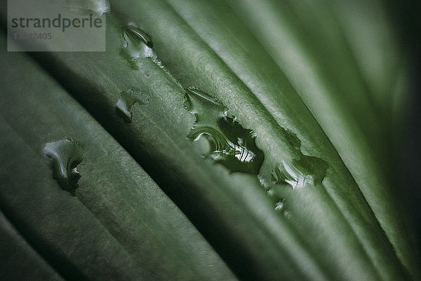 Nahaufnahme von Wassertropfen auf dem Blatt