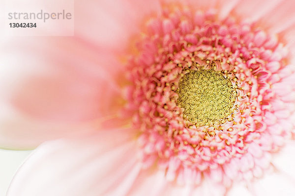 Nahaufnahme von Gerbera