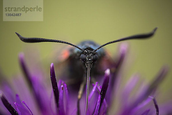 Nahaufnahme von Fünf-Punkt-Burnet (Zygaena trifolii) auf Blüte