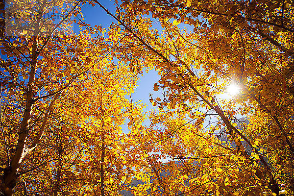 Niedrigwinkelansicht von Herbstbäumen gegen den Himmel an einem sonnigen Tag