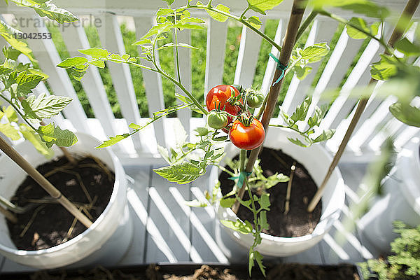 Hochwinkelansicht von frischen Bio-Tomaten  die auf der Veranda wachsen