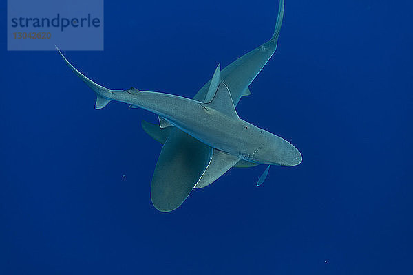 Tiefblick auf unterseeisch schwimmende Haie