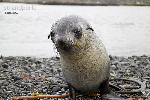 Porträt eines Robbenwelpen auf der Insel South Georgia