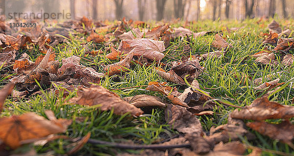 Herbstblätter auf Grasfeld im Wald