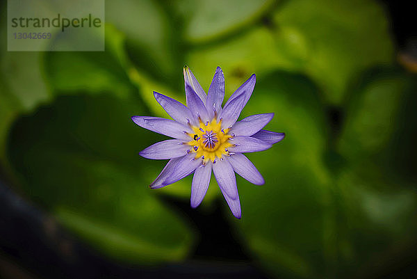 Nahaufnahme einer im Freien blühenden violetten Blume