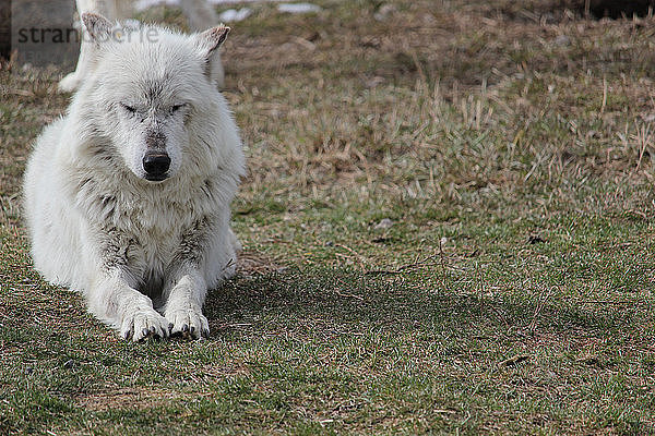 Arktischer Wolf entspannt sich auf dem Feld