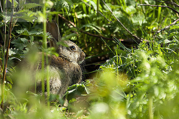 Nahaufnahme eines Kaninchens  das auf einem Feld bei Pflanzen im Wald sitzt