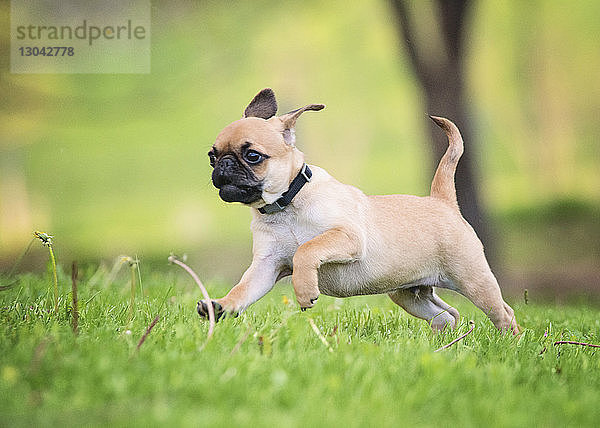 Mops läuft auf Grasfeld im Park