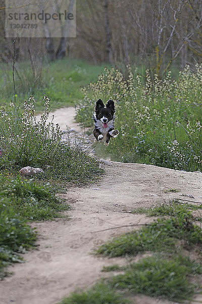 Border Collie läuft auf dem Feld im Park