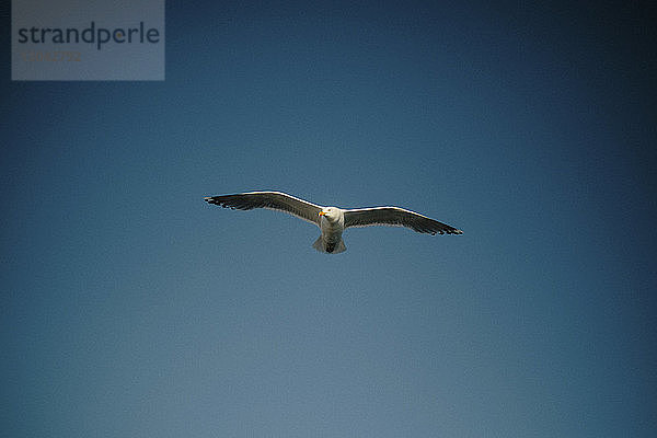 Tiefwinkelansicht einer Möwe  die am klaren blauen Himmel fliegt