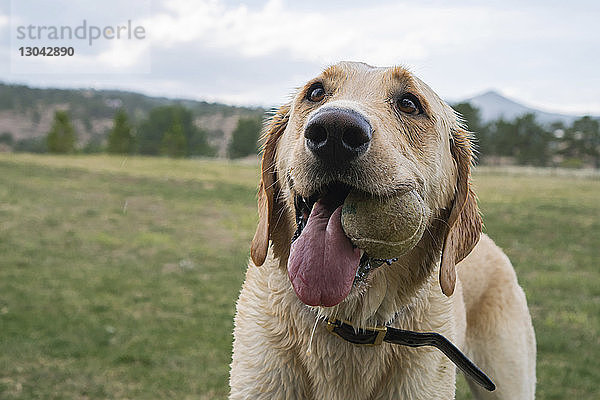Labrador Retriever trägt den Ball im Mund  während er im Park auf dem Feld steht