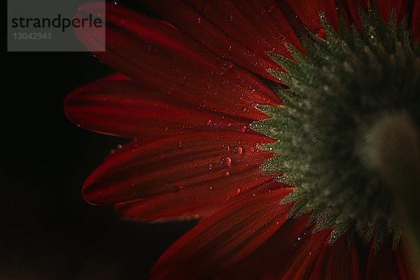 Nahaufnahme eines nassen Gerbera-Gänseblümchens vor schwarzem Hintergrund