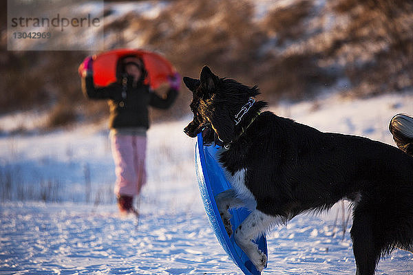 Verspielter Hund mit Mädchen spielt auf schneebedecktem Feld