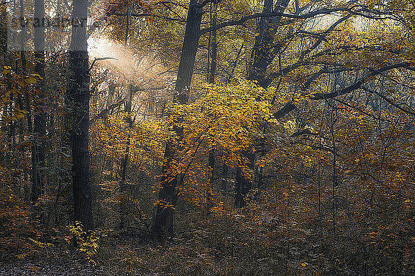 Szenische Ansicht von Bäumen im Wald im Herbst