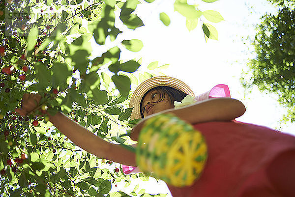 Niedrigwinkelansicht eines Mädchens beim Kirschenpflücken von der Pflanze auf dem Hof