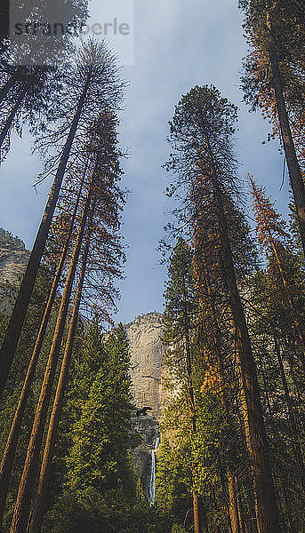 Niedrigwinkelansicht der im Wald wachsenden Bäume im Yosemite-Nationalpark