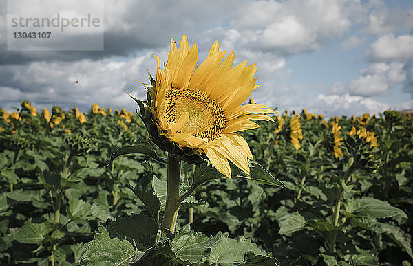 Sonnenblumen  die am sonnigen Tag vor bewölktem Himmel auf dem Bauernhof wachsen