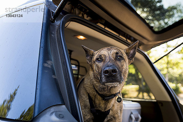 Porträt eines Hundes im Kofferraum eines Autos