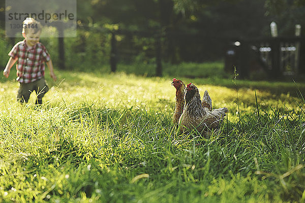 Junge auf dem Feld mit Hühnern im Vordergrund