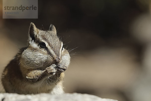 Nahaufnahme von Chipmunk beim Essen von Lebensmitteln