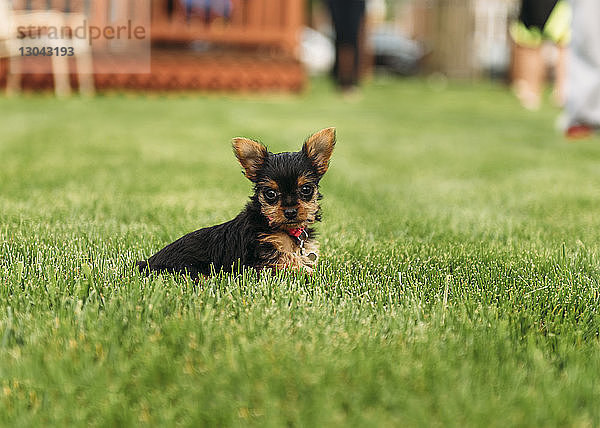 Porträt eines Yorkshire-Terrier-Welpen  der sich auf einem Grasfeld entspannt