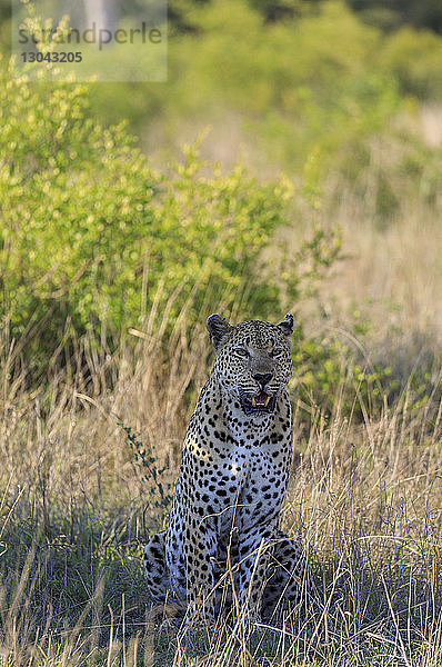 Porträt eines männlichen Leoparden  der auf einem Grasfeld im Sabie-Park sitzt