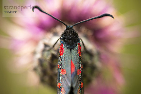 Draufsicht auf Fünf-Punkt-Burnet (Zygaena trifolii) auf Blüte