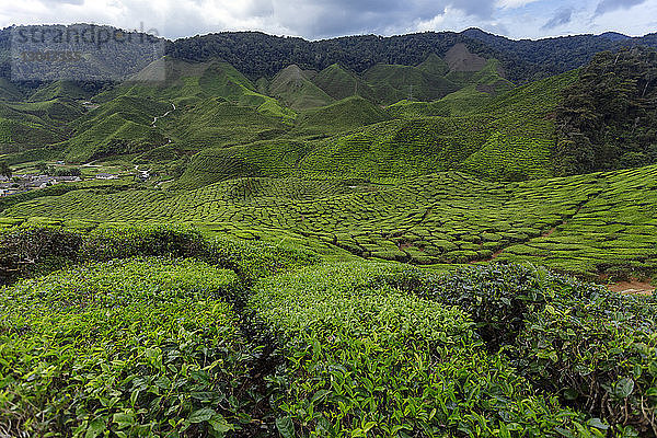 Schrägaufnahme von Teepflanzen  die im Cameron-Hochland wachsen