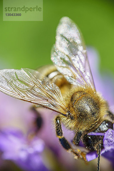 Nahaufnahme der Honigbiene auf der Blüte