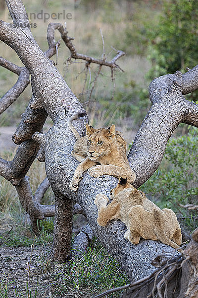 Hochwinkelaufnahme von Löwenjungen auf einem Baumstamm im Sabie-Park