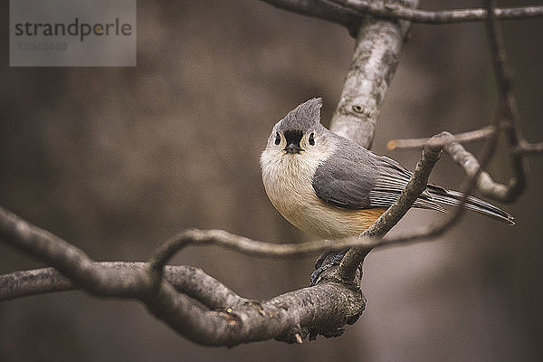 Porträt eines auf einem Ast sitzenden Vogels