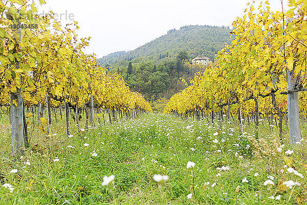 Landschaftliche Ansicht des Weinbergs